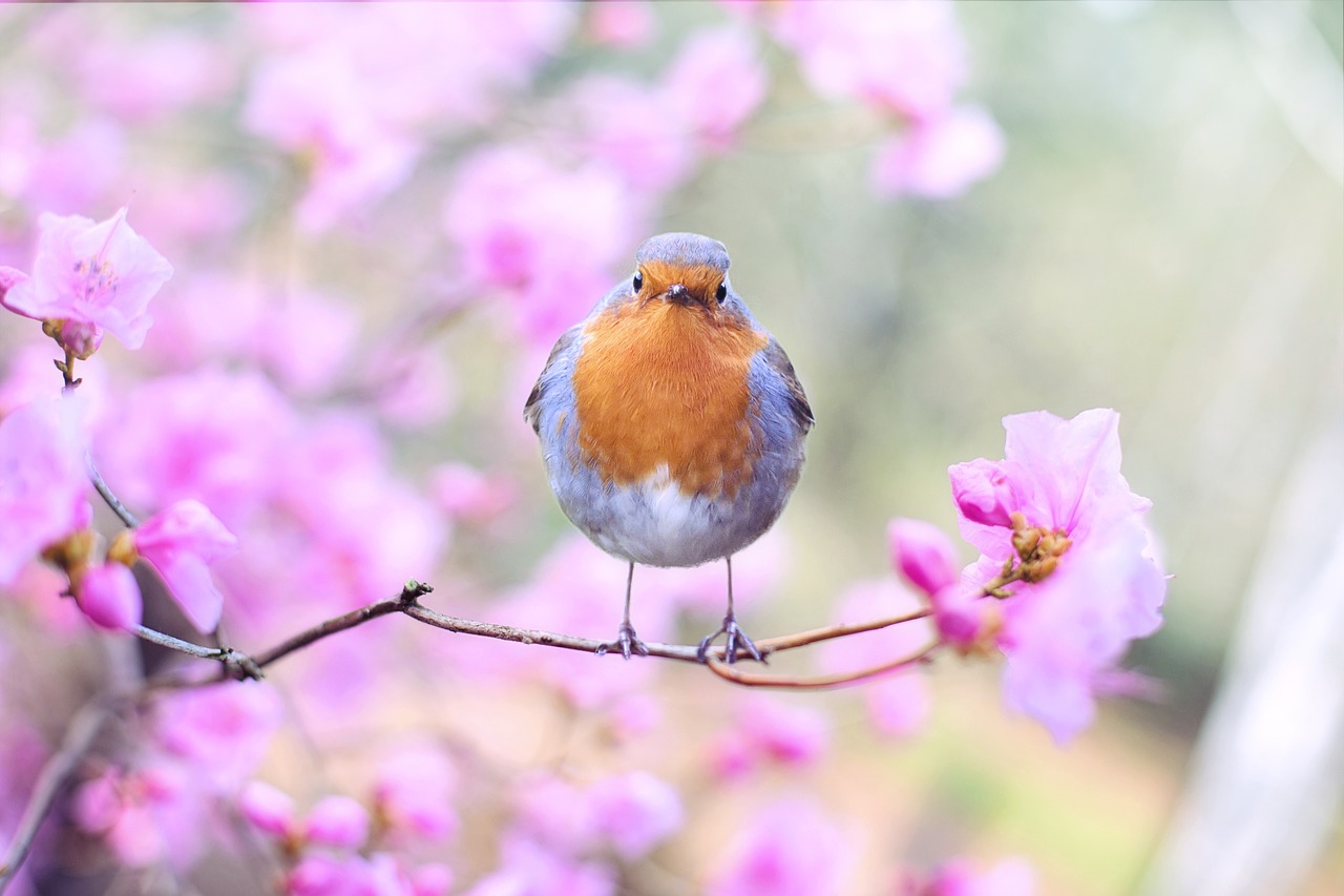 bird, robin, spring-2295436.jpg